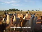 Llamas for Sale